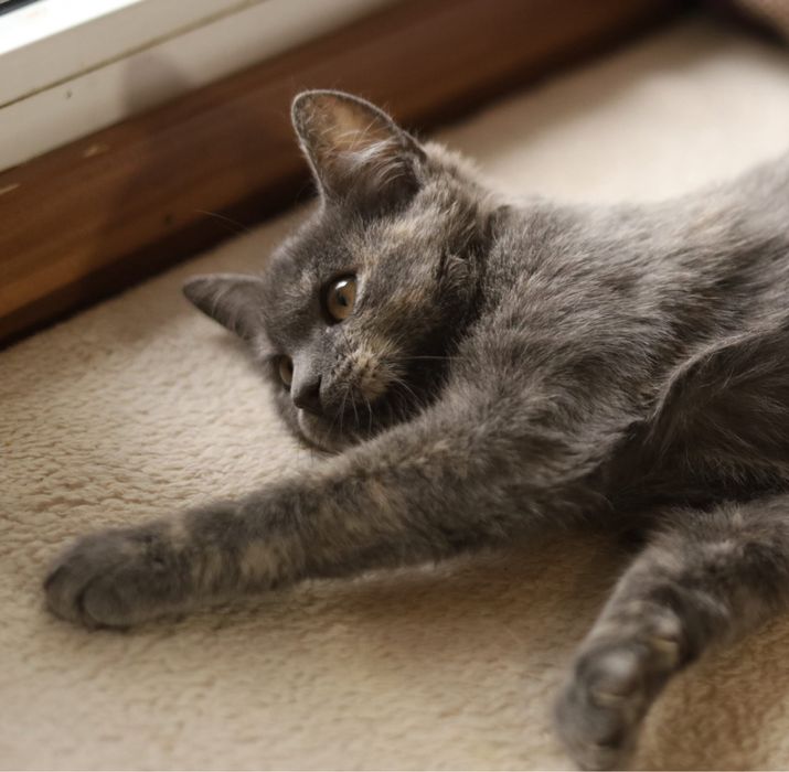 Дівчинка кошеня 4 місяці Асса