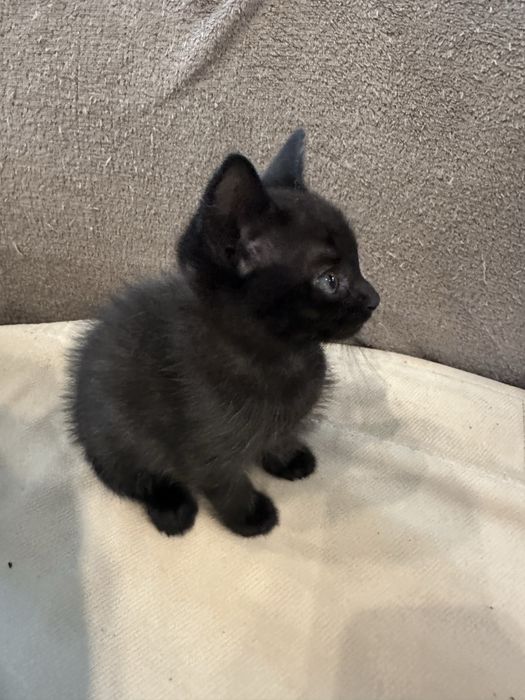 Чорний котик в добрі руки