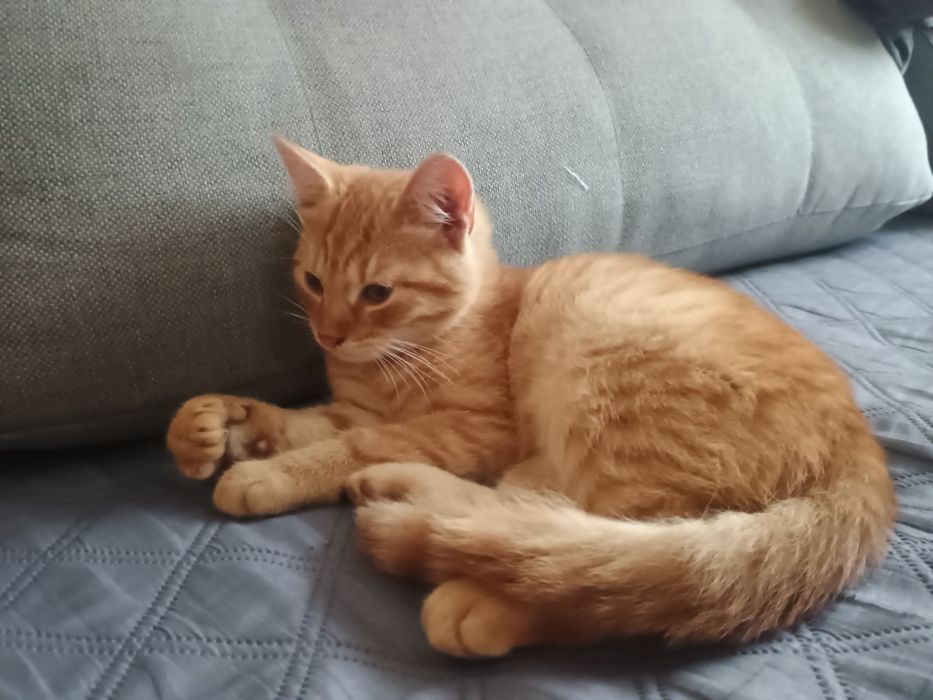 Oddam podrośniete kotki