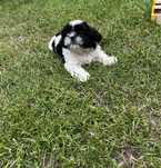 Piesek shihtzu biało czarny