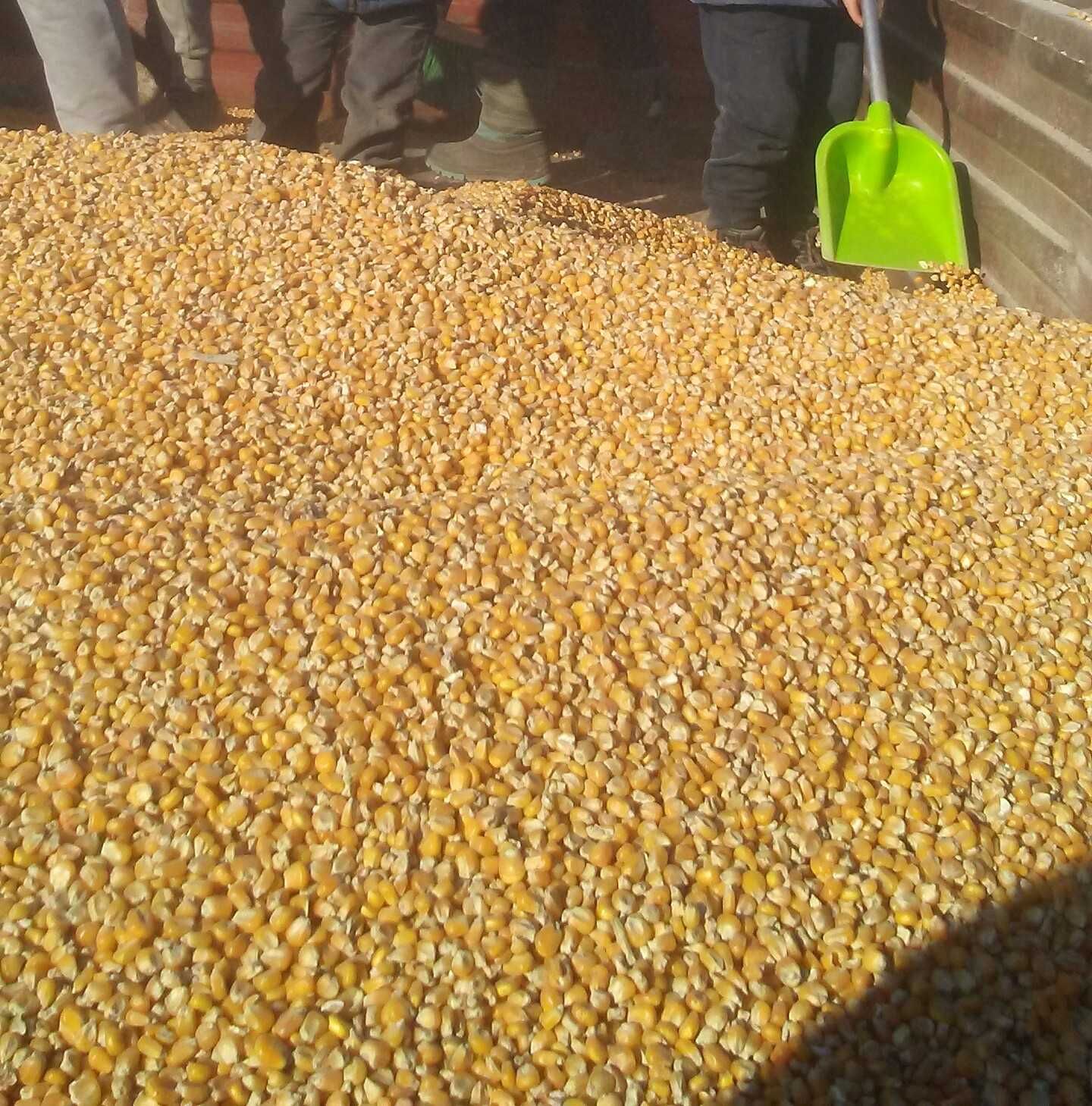 Kukurydza ccm  kiszone ziarno kukurydzy Big bagi nowe wkłady