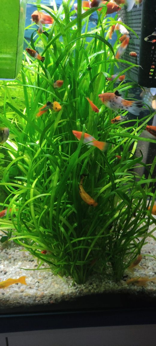 Limnophilia sesiliflora i trawa akwariowa