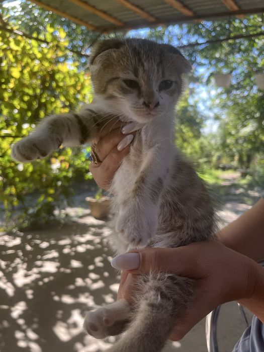 Продам породистых котят