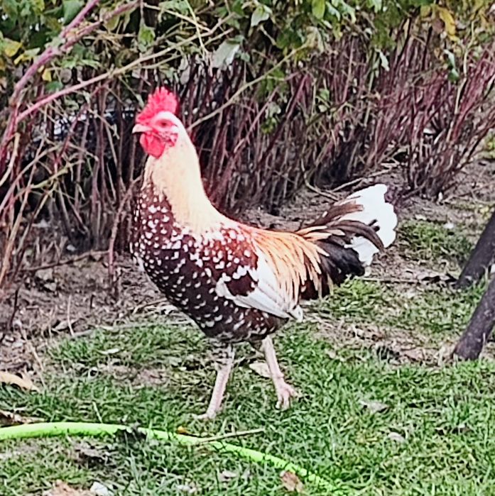 Koguty cwergi karzełek polski