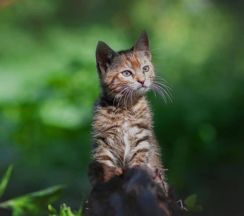Віддам безкоштовно котика