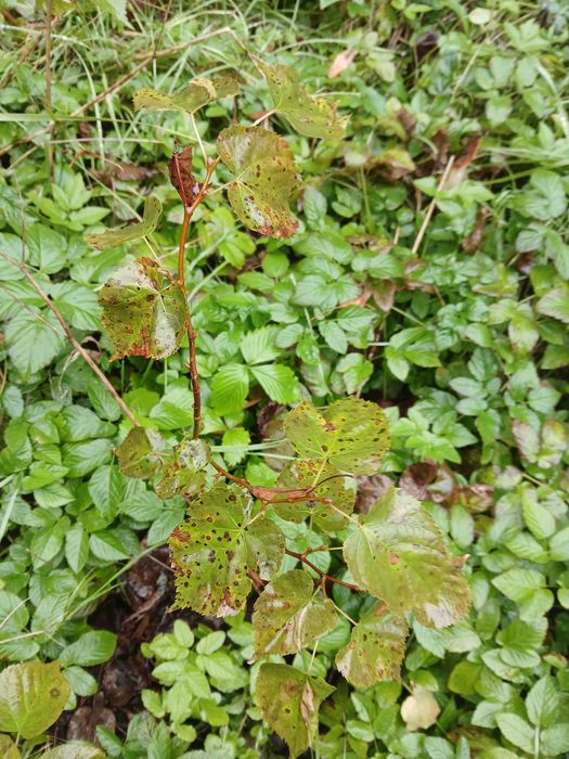 Sadzonki modrzewia, brzozy, lipy, pigwowca i innych roślin