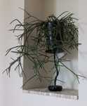 Rhipsalis Patyczak Włochaty Sukulent Łatwa uprawa Pędy do 50cm+osłonka