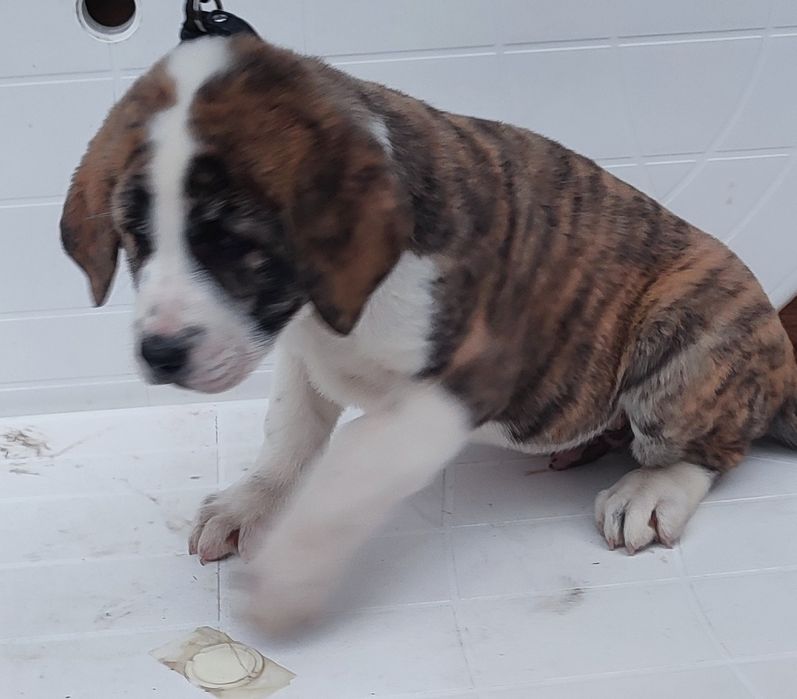 Szczeniaki owczarek środkowoazjatycki