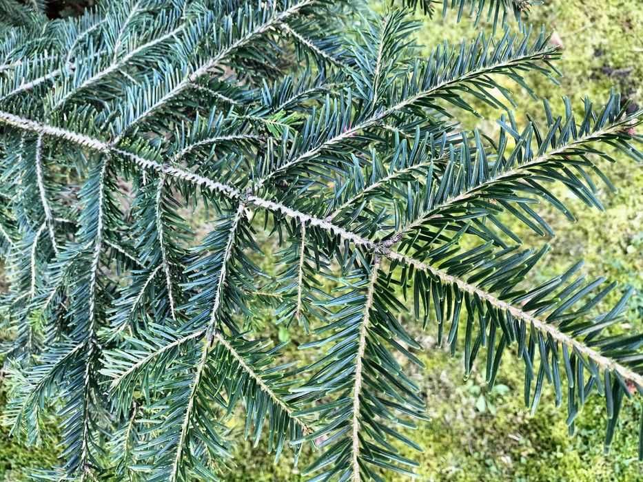 Świeżo cięte gałęzie jodły kaukaskiej na wiązanki wieńce