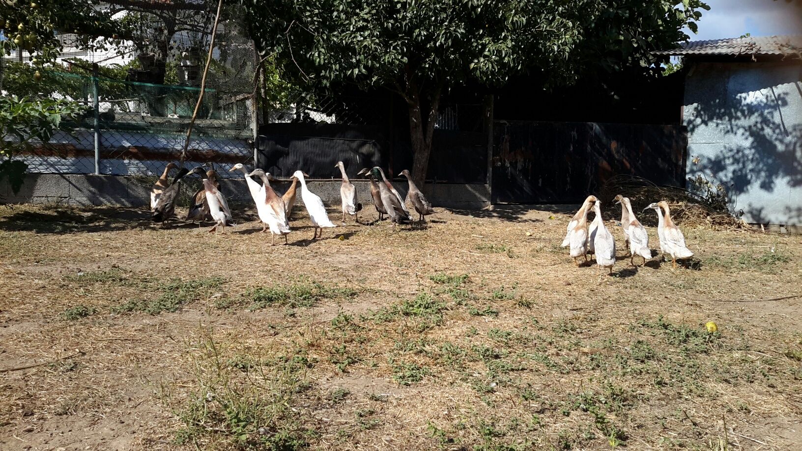 Patos * Várias Raças*