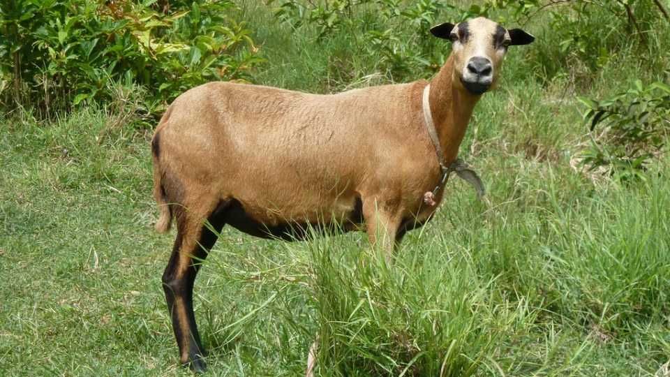 Owce Barbados, 2 letnie, kotne.