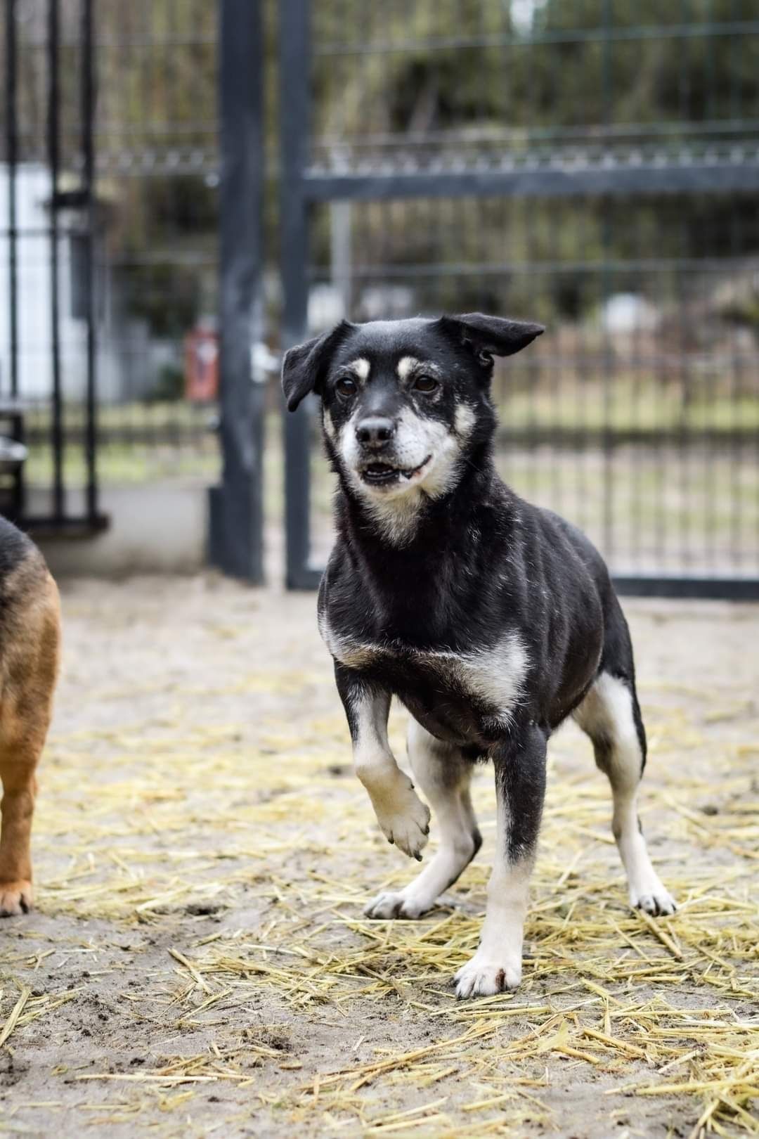 Malutki słodziutki psiak szuka domu! Pies do adopcji