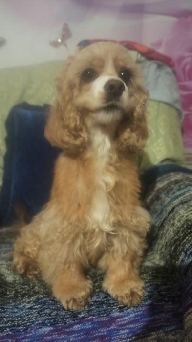 Дівчатка і хлопчики американський кокер-