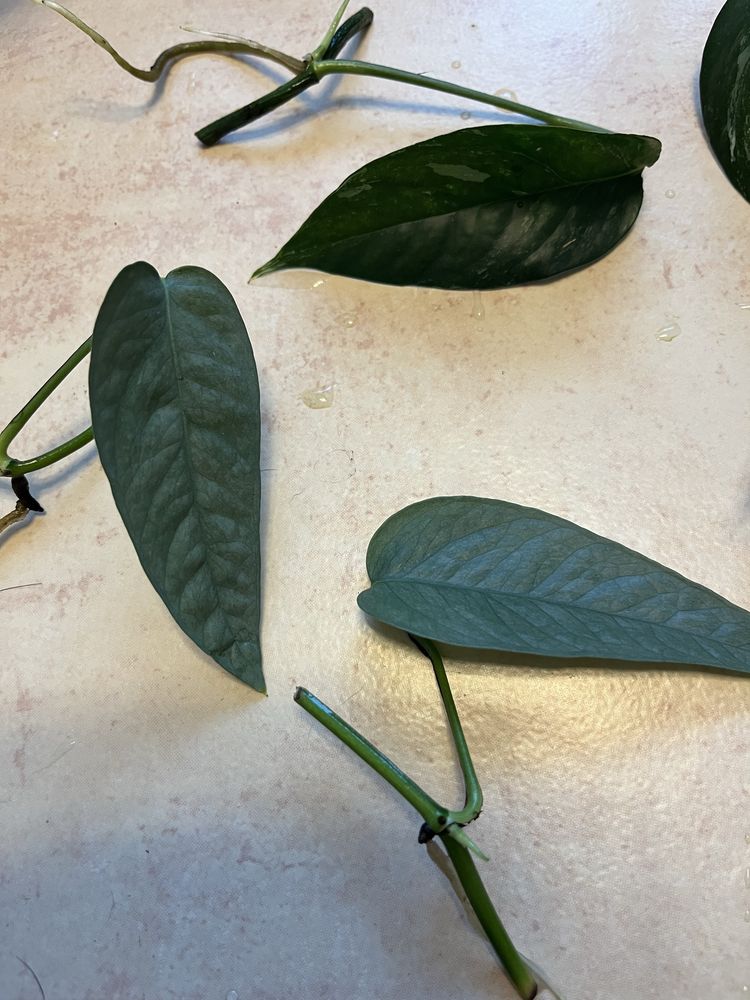 Zestaw kolekcjonerski epipremnum variegata cebu blue monstera