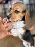 Beagle suczka rodowodowa