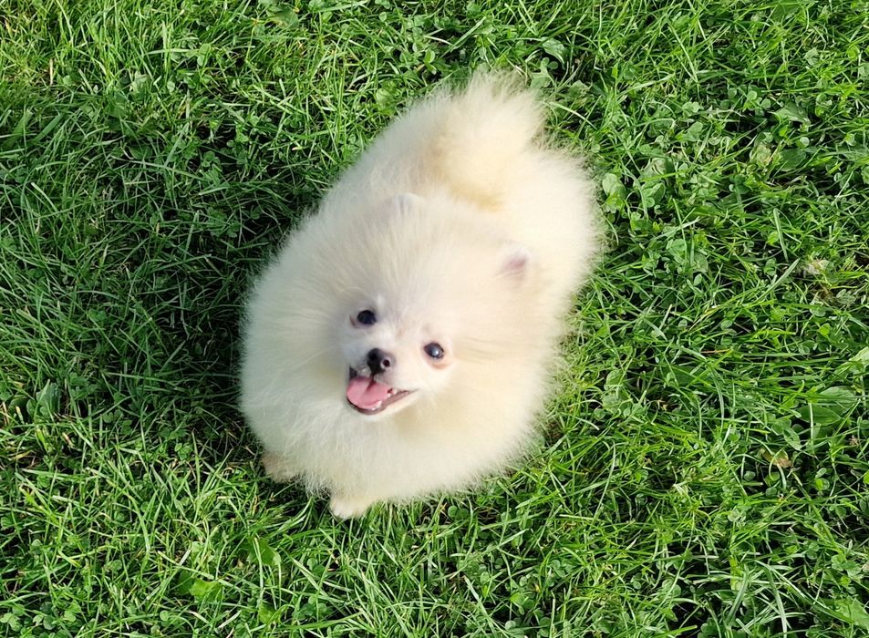 Szpic miniaturowy Pomeranian ZKwP ZKwP.