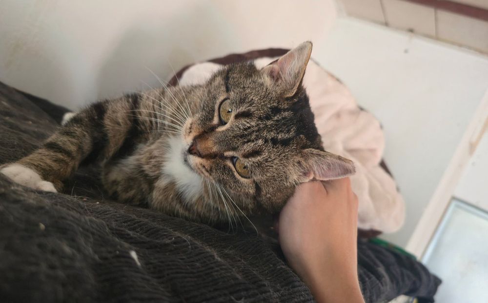 Kruszyna - wykątkowa, śliczna, grzeczna - szuka domu