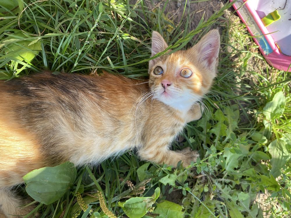 Кошення відам в добрі руки