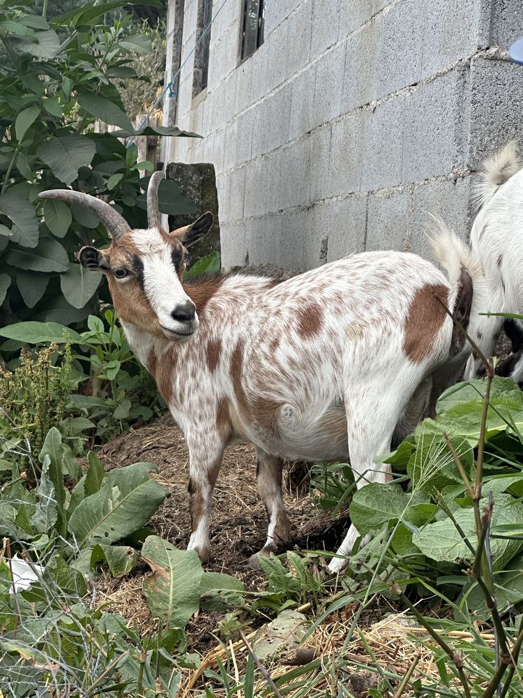 Cabras anas cheias