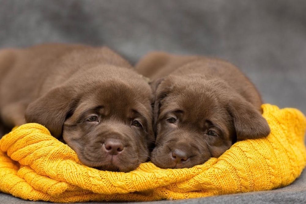 Лабрадор шоколад,черный, палевый