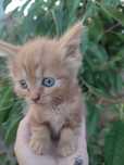 Котята шукають дім