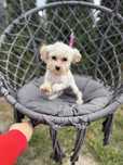 Maltipoo sunia  F1 GOTOWA DO ODBIORU, maltańczyk i pudel toy