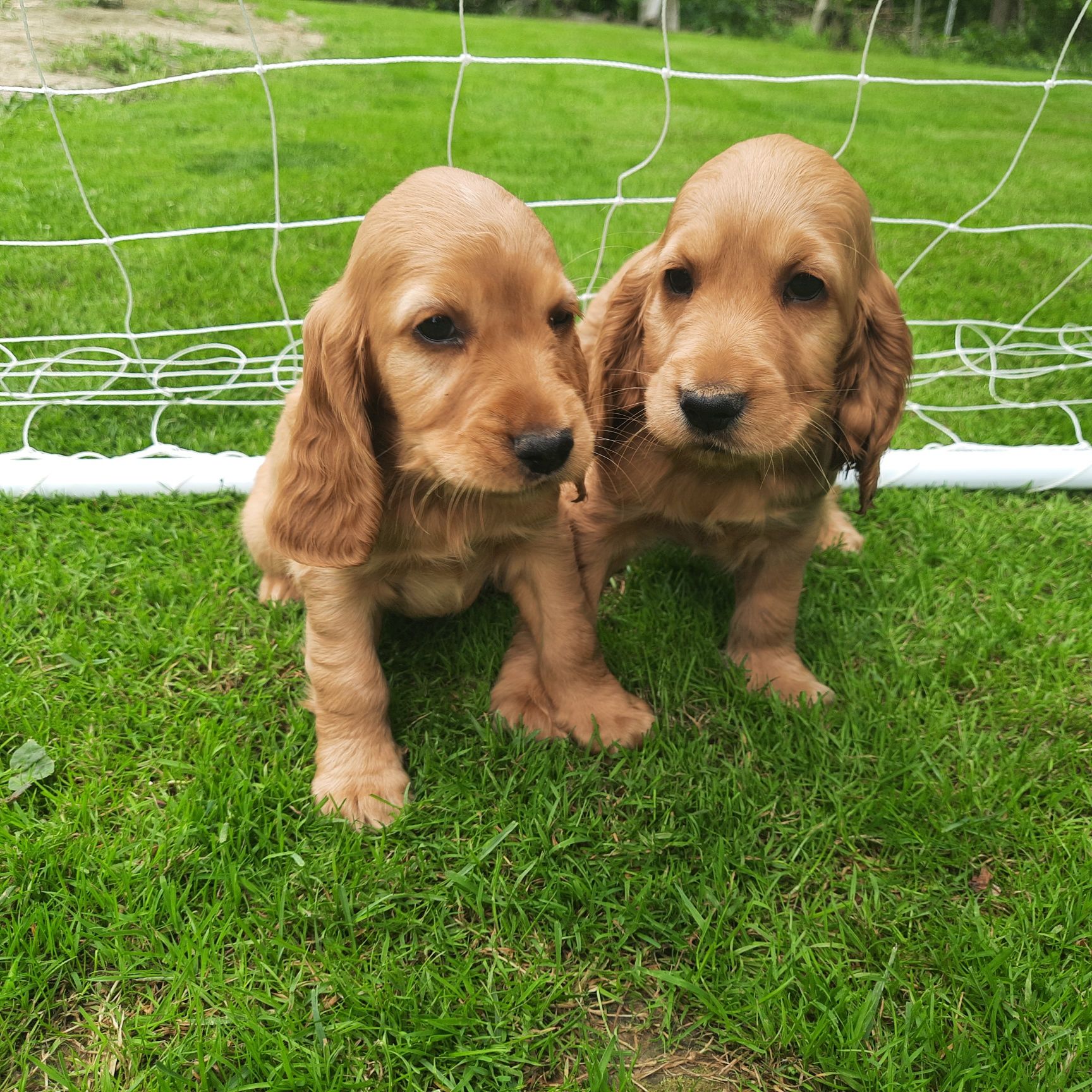 Cocker Spaniel "REZERWACJA"