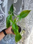 Syngonium Anthurium rosnąca