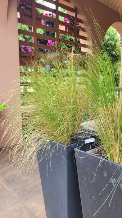 Trawa ostnica, stipa, pony tail
