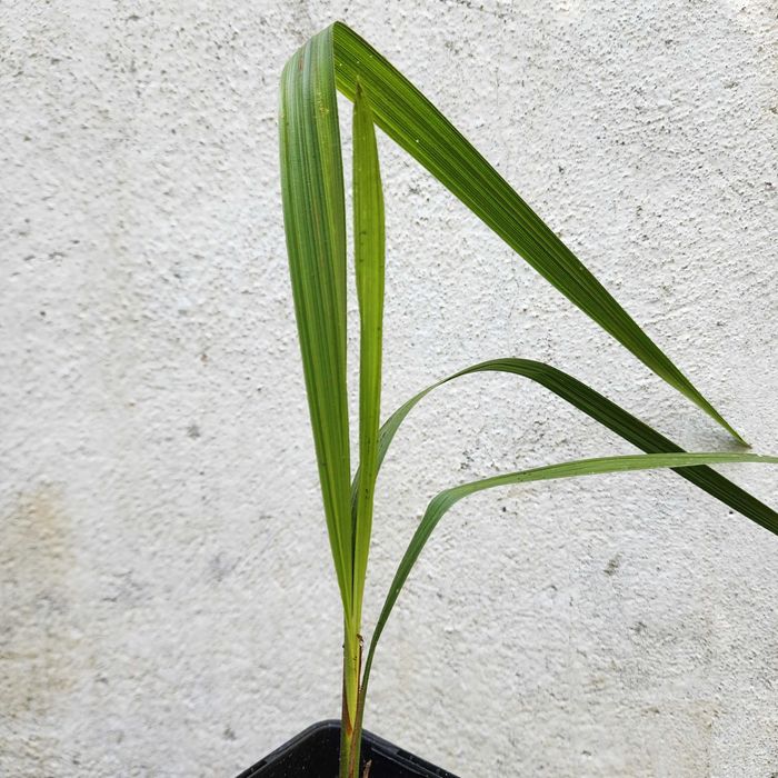 Butia odorata – sadzonka palmy 25 cm, do –10°C, z doniczką