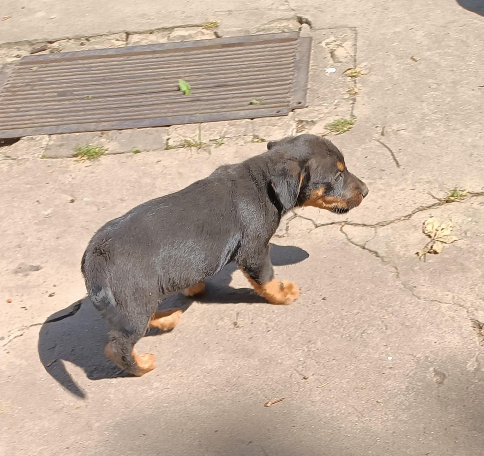 Oddam szczeniaka