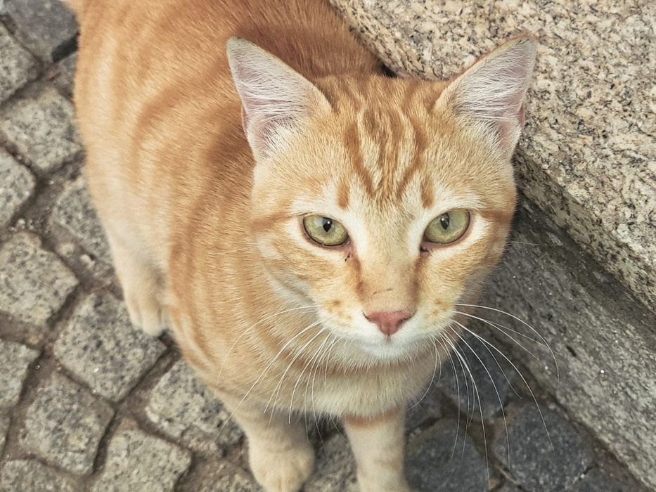 Gatinho para adoção