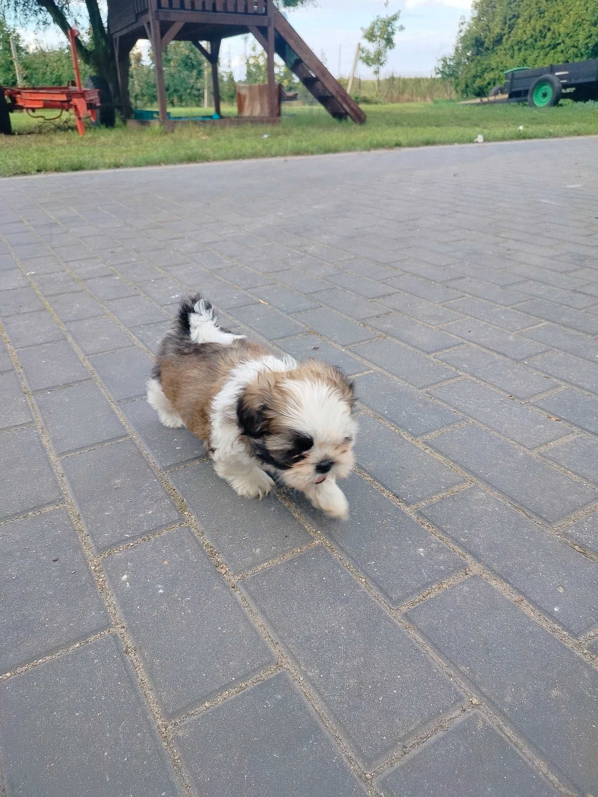 Shih Tzu z rodowodem