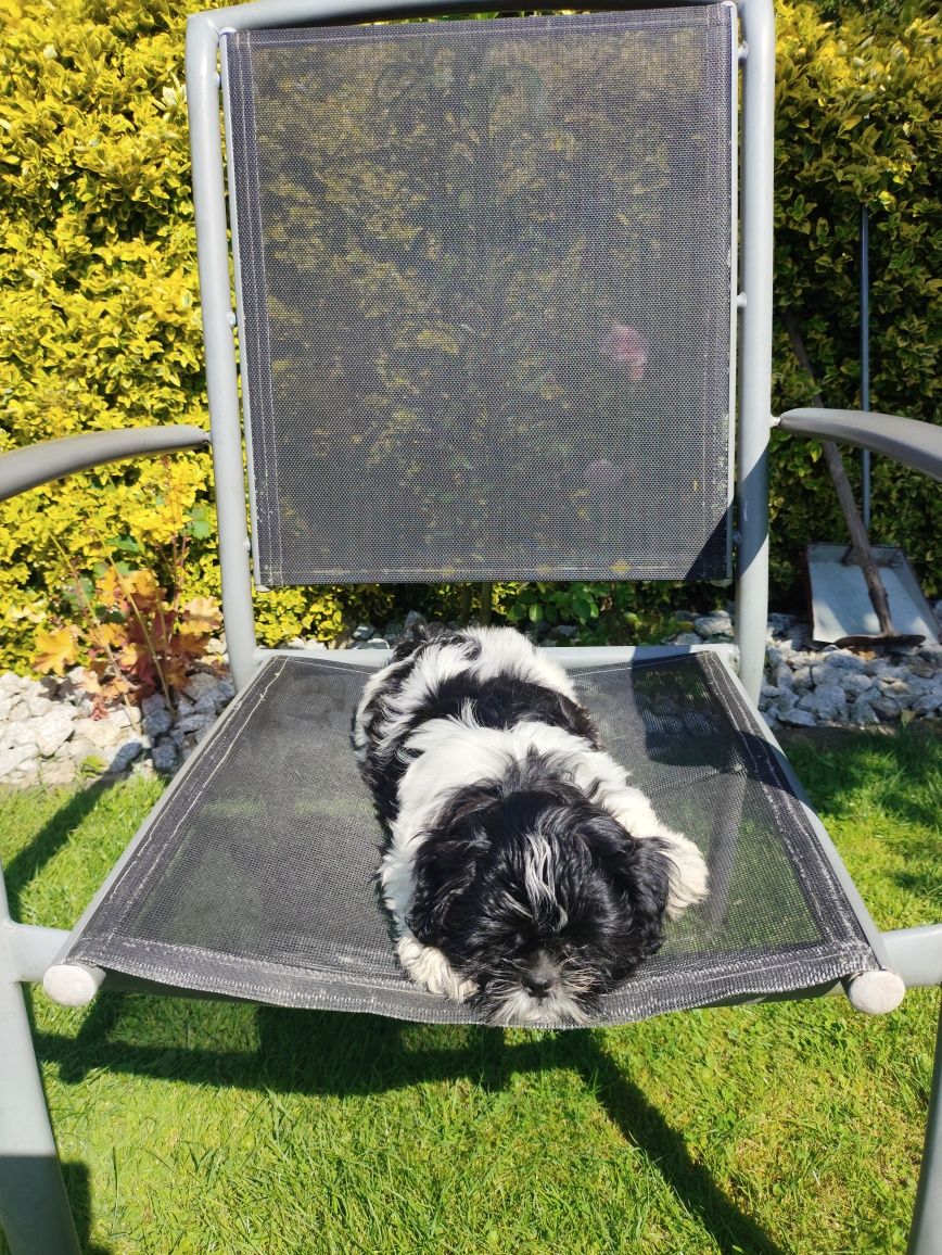 Malutka suczka Shih Tzu