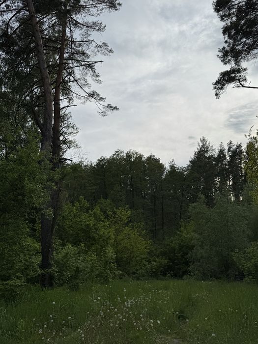 Земельна ділянка, під лісом Гореничі, 25 соток