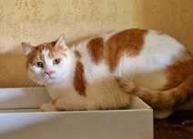 Отдам рыже-белого кота, кастрирован, умерла хозяйка