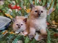 Ragdoll kicia blue mitted