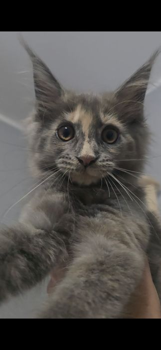 Maine Coon kocurki kotki