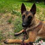 Suczka do adopcji ASTRA