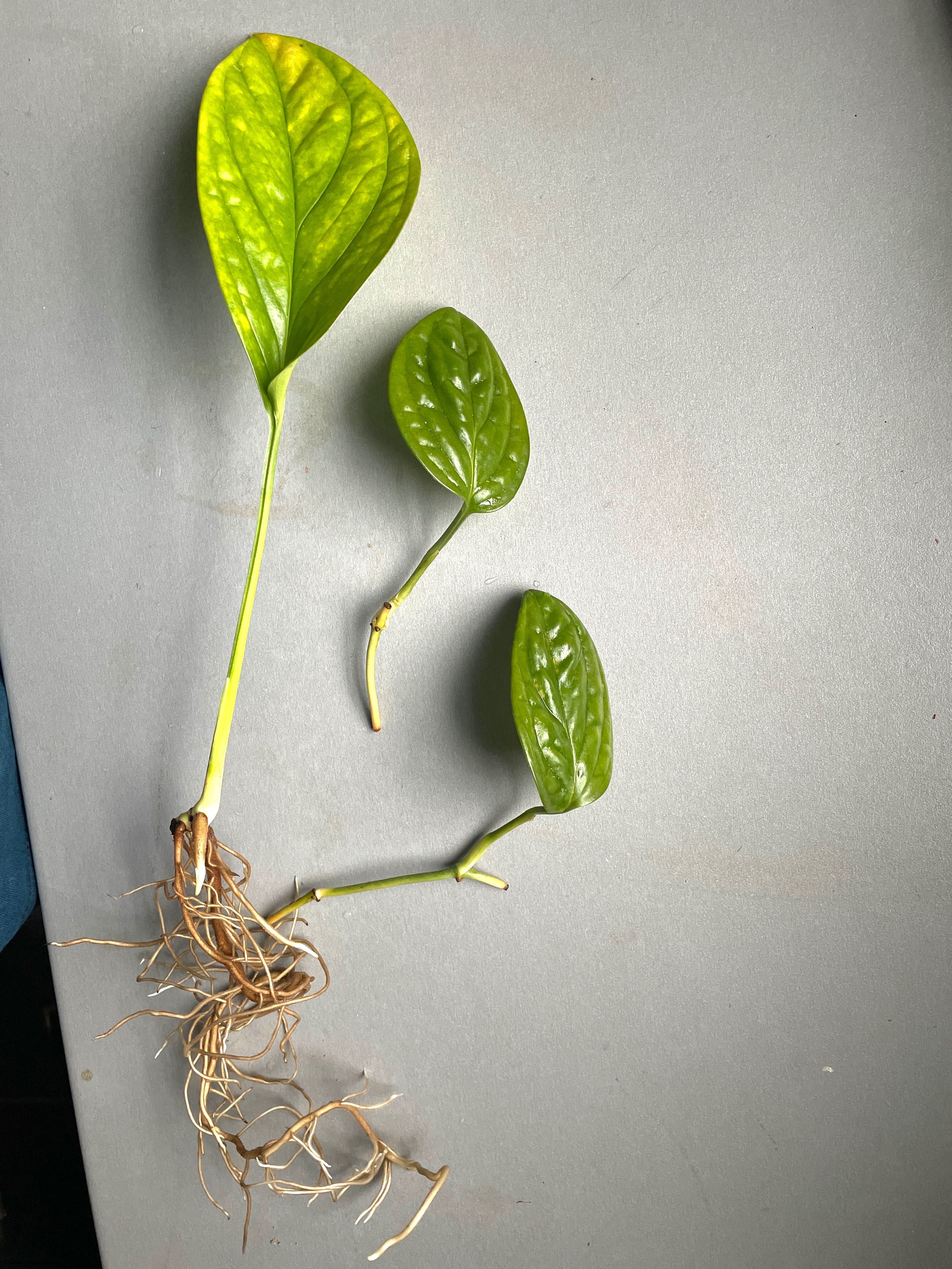 Philodendron radiatum monstera różne rośliny kolekcjonerskie