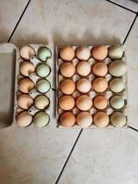 Jaja konsumpcyjne z własnego gospodarstwa z dowozem