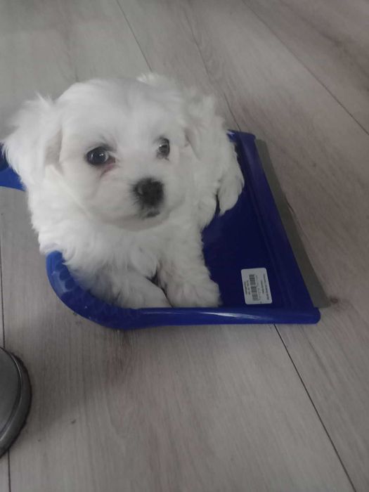 Maltańczyk dokumenty chip