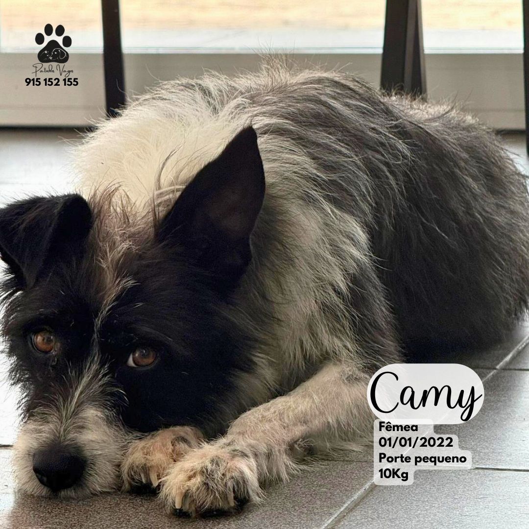 Cadela pequena para adoção [Camy]