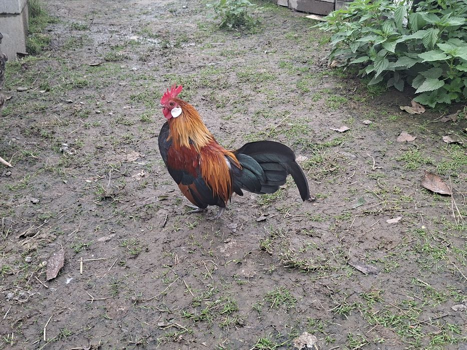 Kogutki karzełka polskiego i holenderskiego