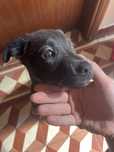 Cachorrinho para adoção responsável