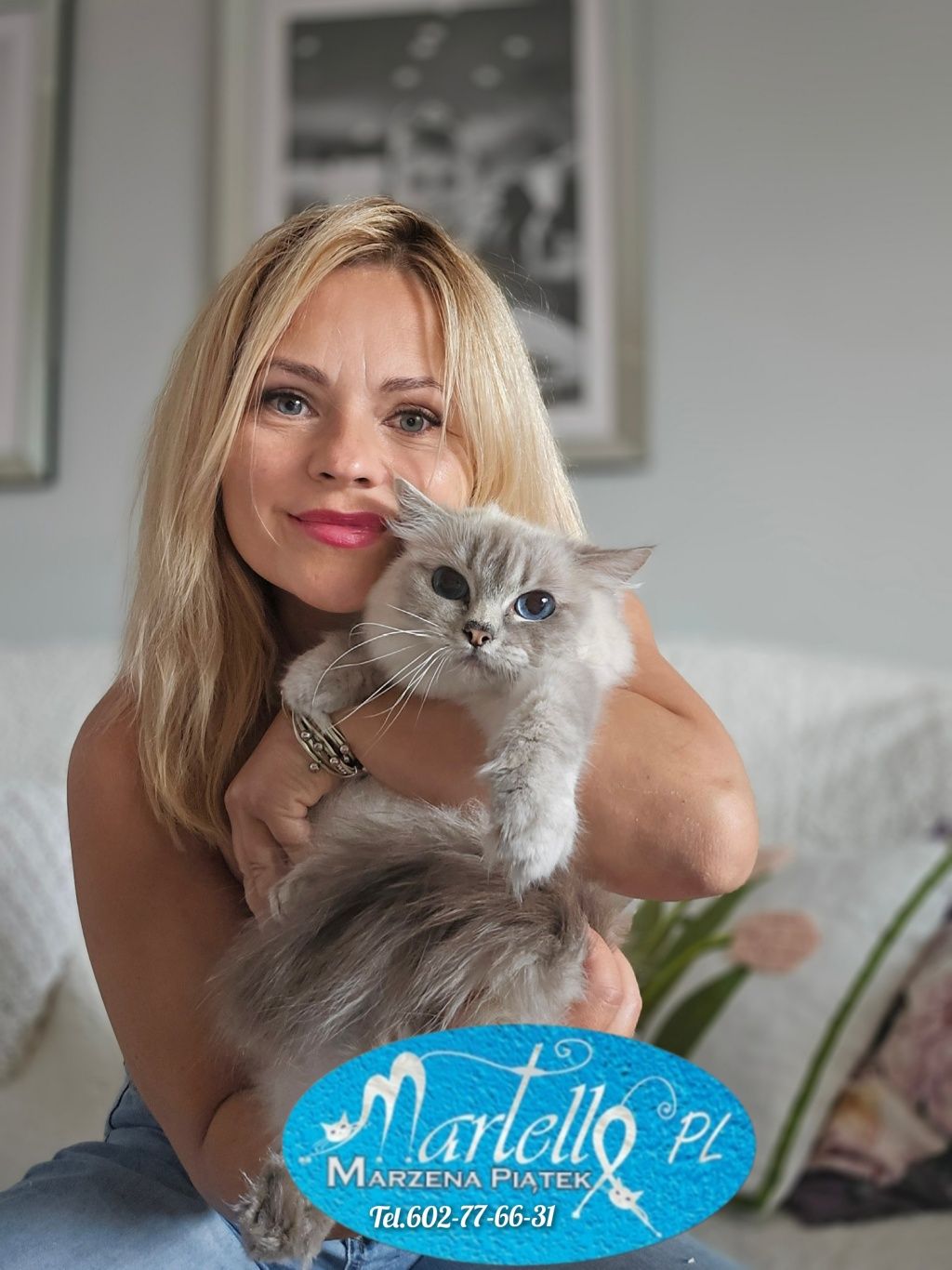Ragdoll kotka blue point lynx