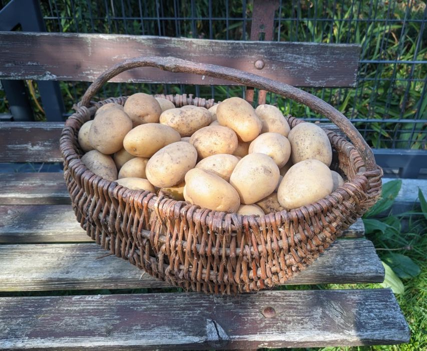 Ziemniaki odmiana Lord, Jurek