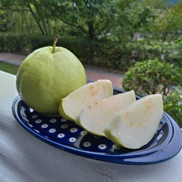 Guava gujawa sadzonka