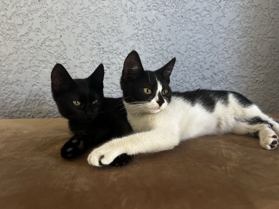 Котята 3 місяці