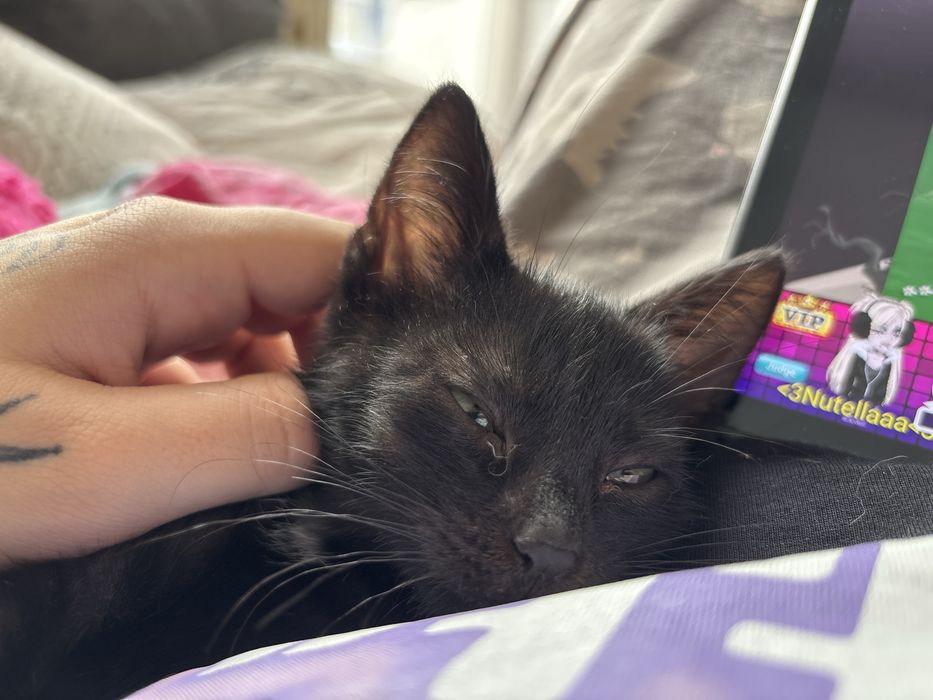 Oddam czarną kotkę